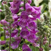 DIGITALE DALMATIAN PURPLE NR.1000 SEMI